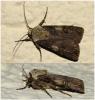 Agrotis puta